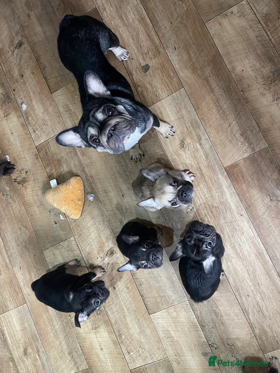 French Bulldog dogs for sale: 5 Frenchie pups ready for their forever homes🐶🏡 - Advert 23