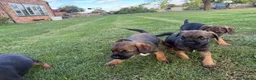 Border Terrier dogs for sale: 🧡Fabulous KC SLEM Clear Border Terriers - Advert 8
