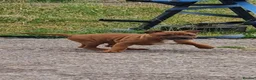 Staffordshire Bull Terrier dogs for sale: STUNNING RED MALE KC STAFFORDSHIRE BULL TERRIER  - Advert 7