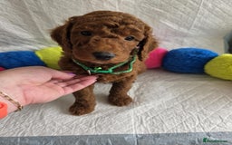 Goldendoodle dogs for sale: 👑Superb Rare Toy/Mini Deepest Red Goldendoodles👑 - Image 8