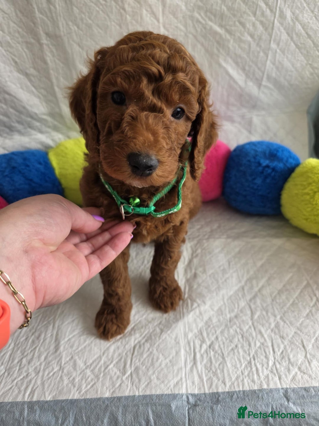 Goldendoodle dogs for sale: 👑Superb Rare Toy/Mini Deepest Red Goldendoodles👑 - Image 8
