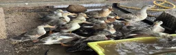 Ducks poultry for sale: Call duck ducklings - Advert 2