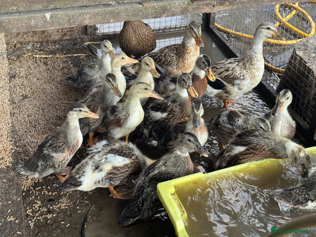 Ducks poultry for sale: Call duck ducklings - Advert 2