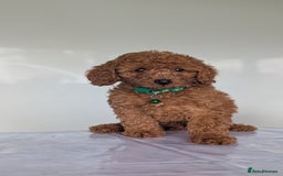 Miniature Poodle dogs for sale: Red miniature poodle puppies!! in Stafford - Image 5