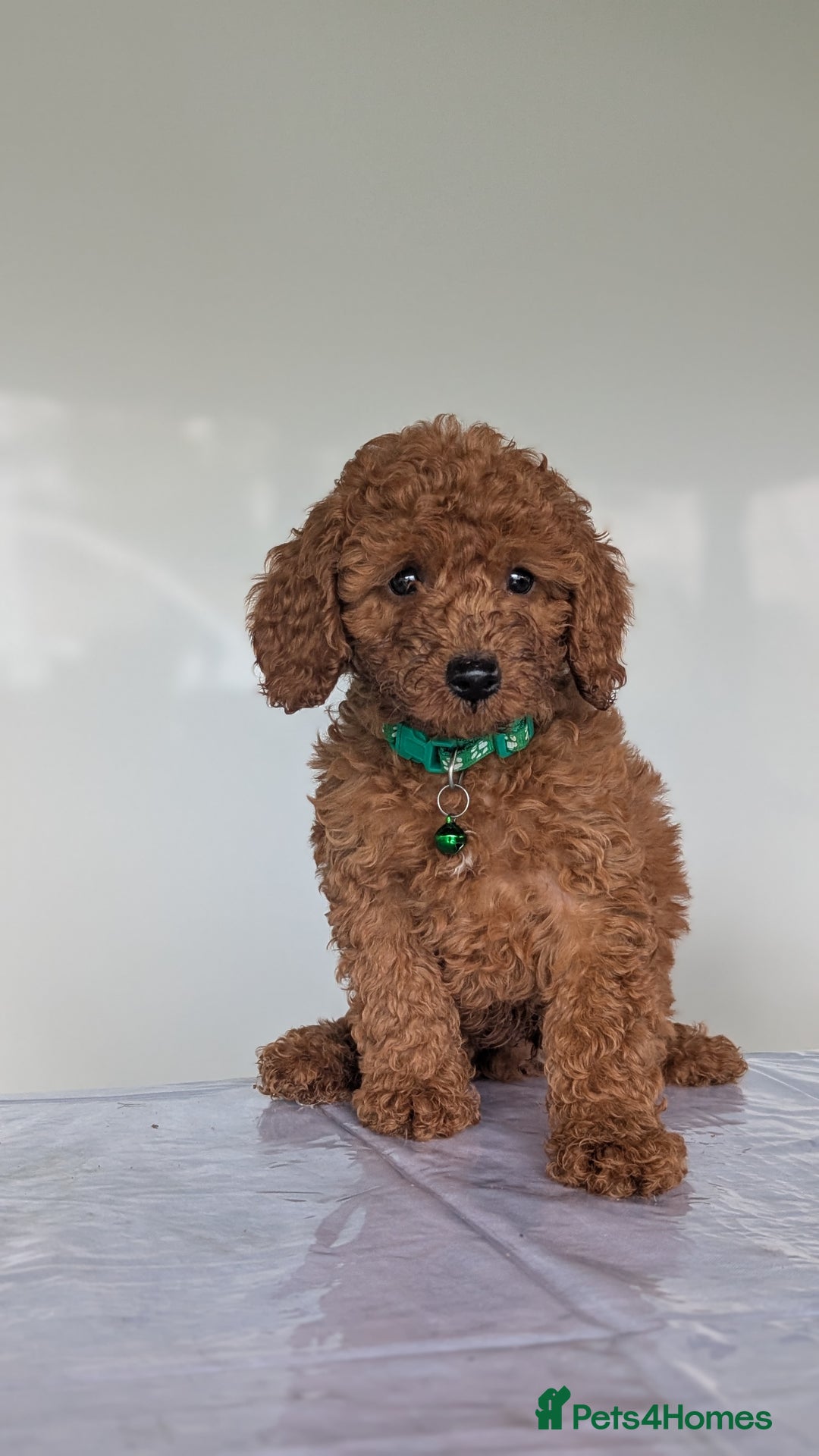 Miniature Poodle dogs for sale: Red miniature poodle puppies!! in Stafford - Image 5