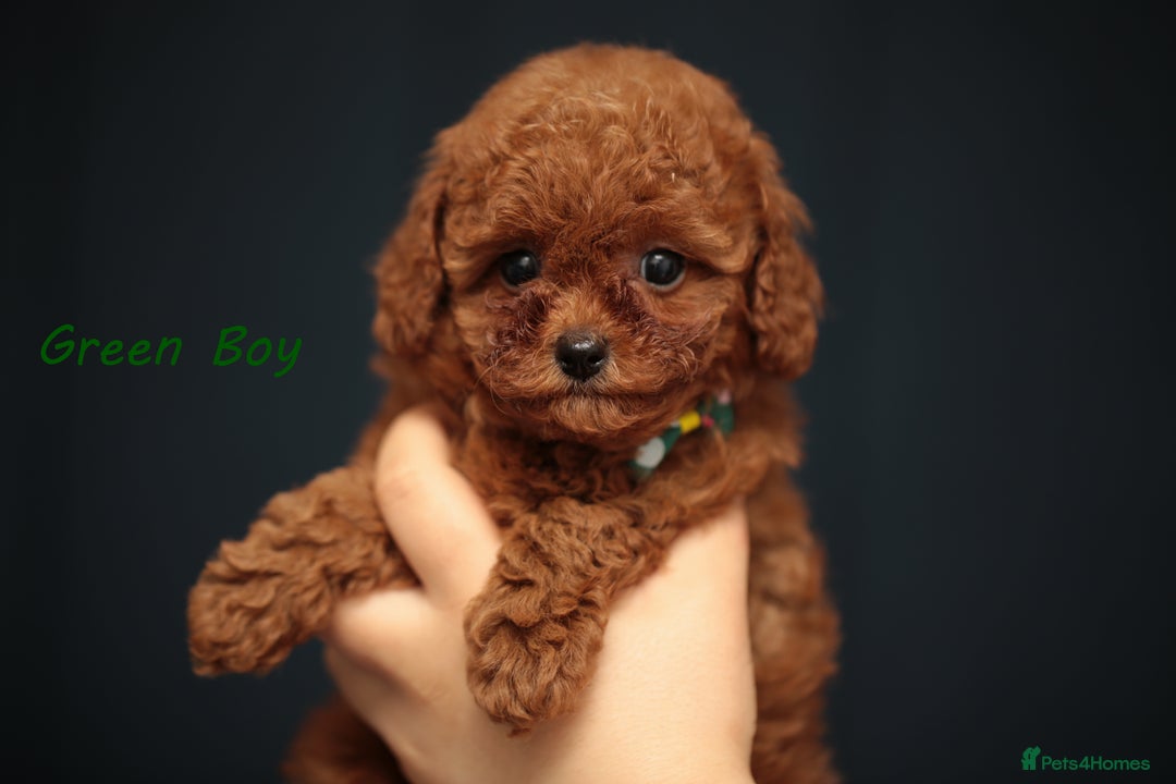 Toy Poodle dogs for sale: READY TO GO ASIAN DARK RED TOY POODLE PUPPIES - Image 2