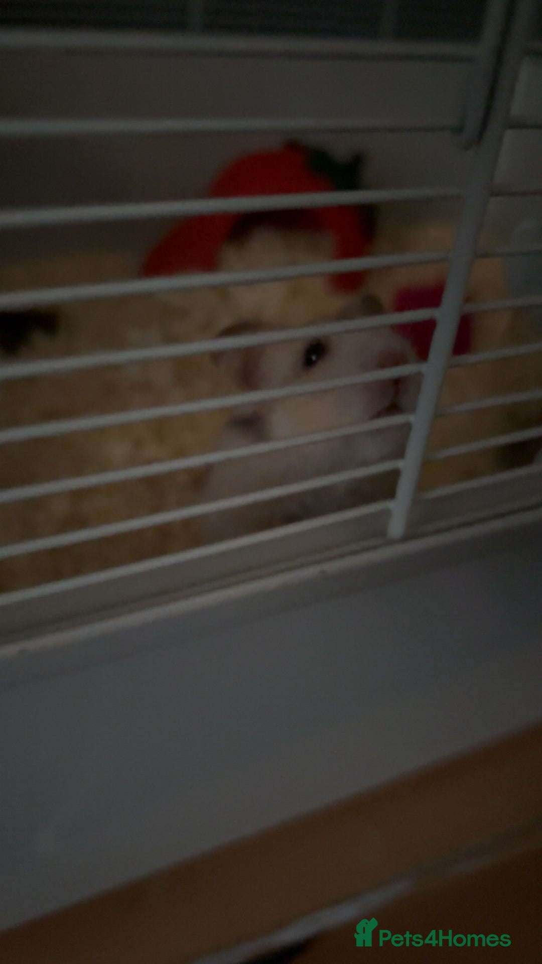 Hamster rodents for sale: Hamster and cage/ essentials for sale  - Advert 5