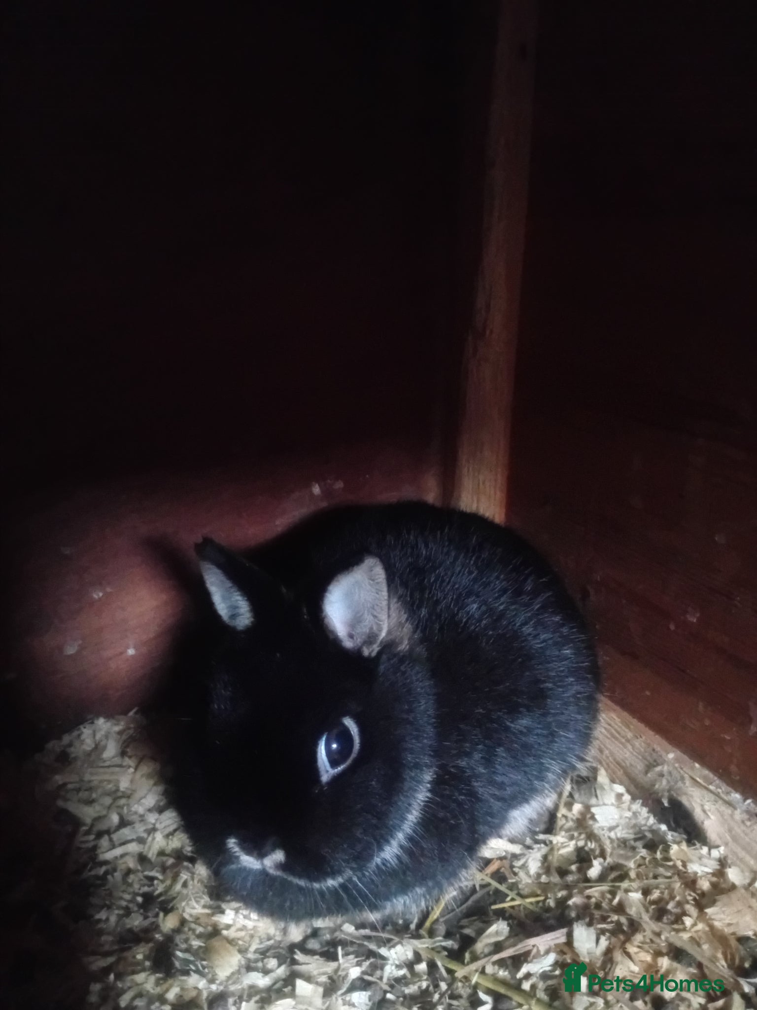 Netherland Dwarf rabbits Netherland dwarf  - Advert 2