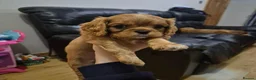 Cavalier King Charles Spaniel dogs for sale: Charming Cavalier King Charles Spaniel Puppies in Hyde - Advert 16
