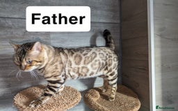 Bengal cats for sale: Adorable snow bengal kittens - Image 8
