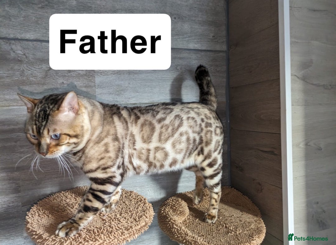Bengal cats for sale: Adorable snow bengal kittens - Image 8