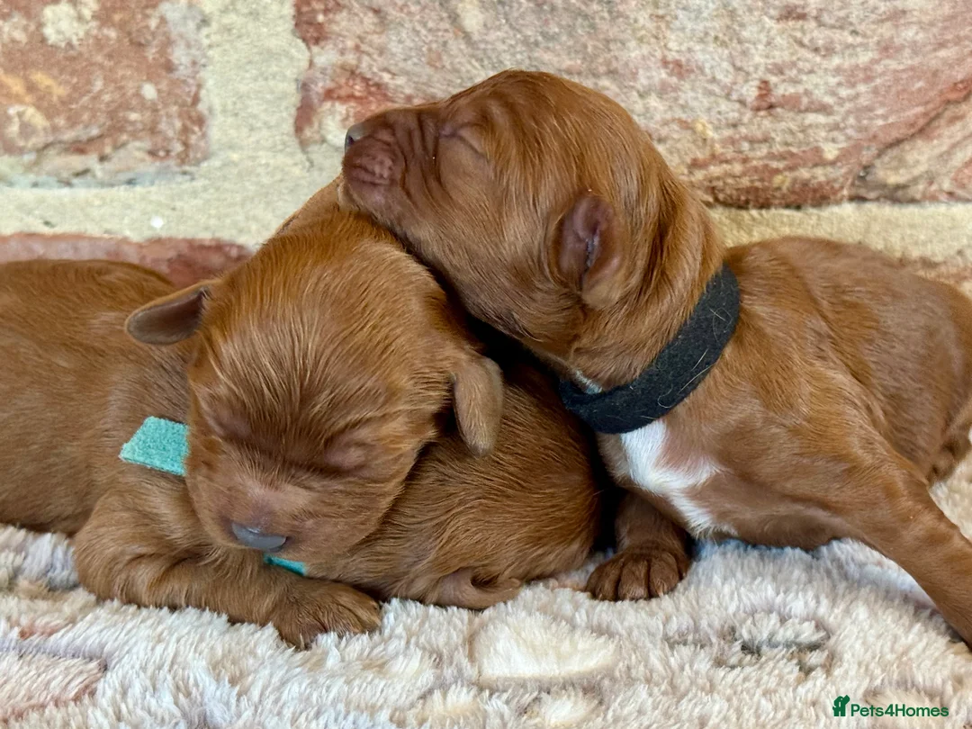 Cavapoo dogs for sale: F1 cavapoos  - Advert 10