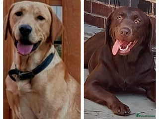 Labrador Retriever dogs in Chesterfield - Advert 1