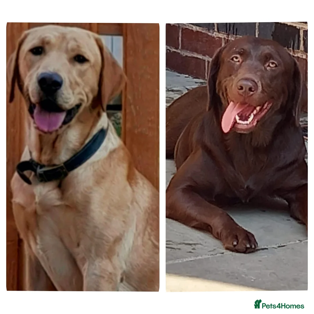 Labrador Retriever dogs for stud: 2x KC health tested labrador studs in Chesterfield - Advert 1