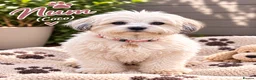 Shihpoo dogs for sale: REDUSEC Two left- SHIHPOO × TOY POODLE PUPPIES - Advert 15