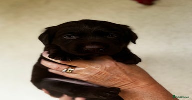 Labrador Retriever dogs - Advert 16