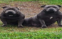 Staffordshire Bull Terrier dogs for sale: Blue staffy pups  - Image 5
