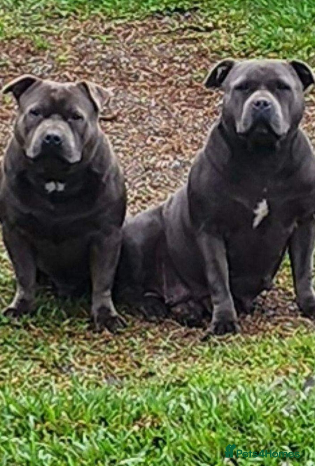 Staffordshire Bull Terrier dogs for sale: Blue staffy pups  - Image 5