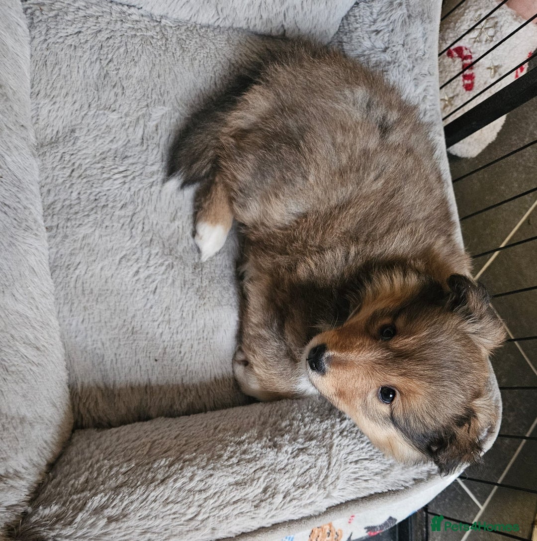 Shetland Sheepdog dogs for sale: Shetland sheepdog puppy looking for forever home - Advert 5