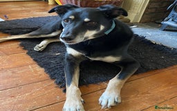 Mixed Breed dogs for adoption: Buzz - For Adoption  - Image 3