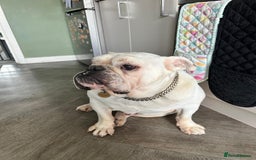 English Bulldog dogs for sale: English Bulldog looking for new home in Leamington Spa - Image 4