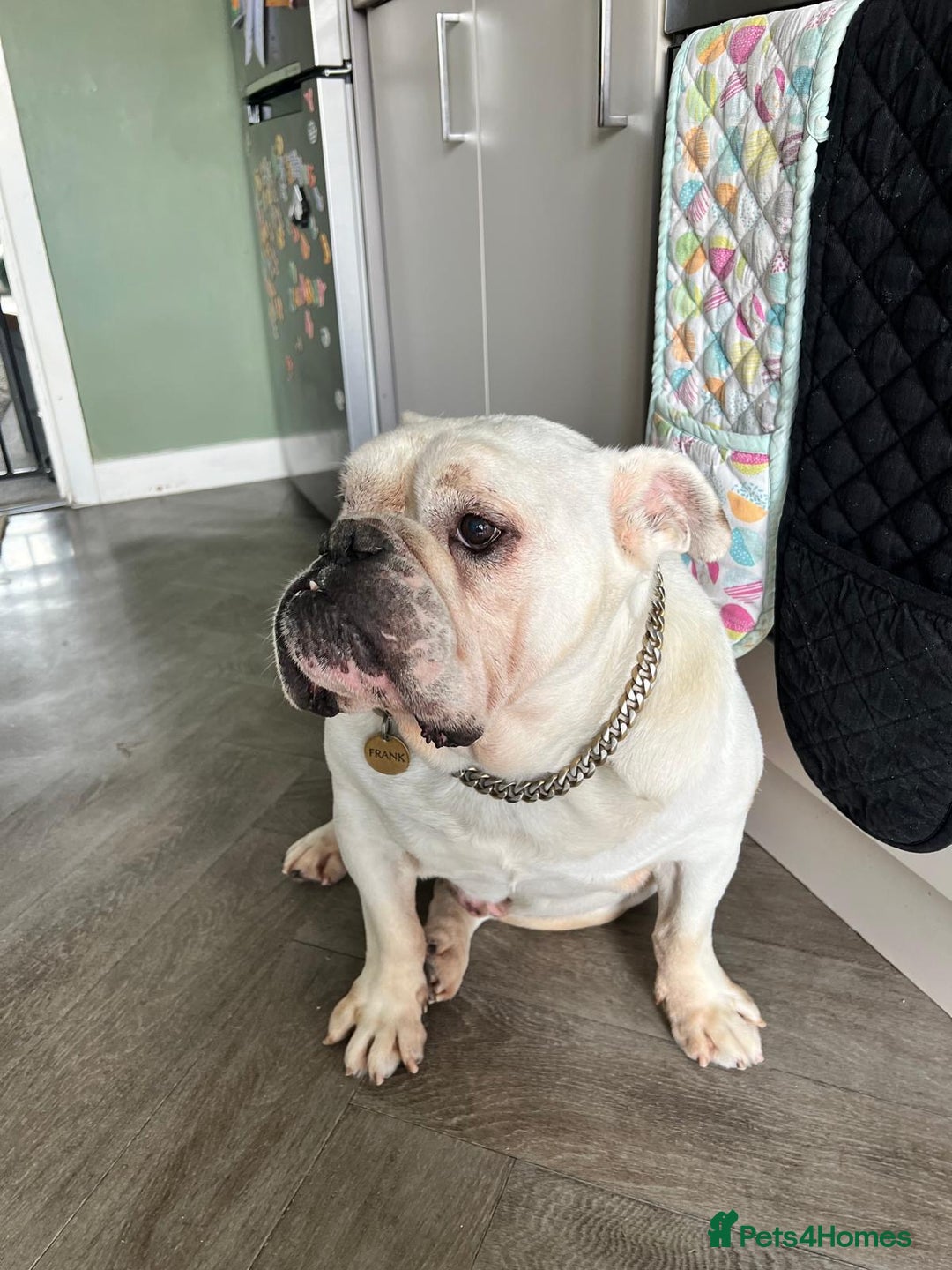 English Bulldog dogs for sale: English Bulldog looking for new home in Leamington Spa - Image 4