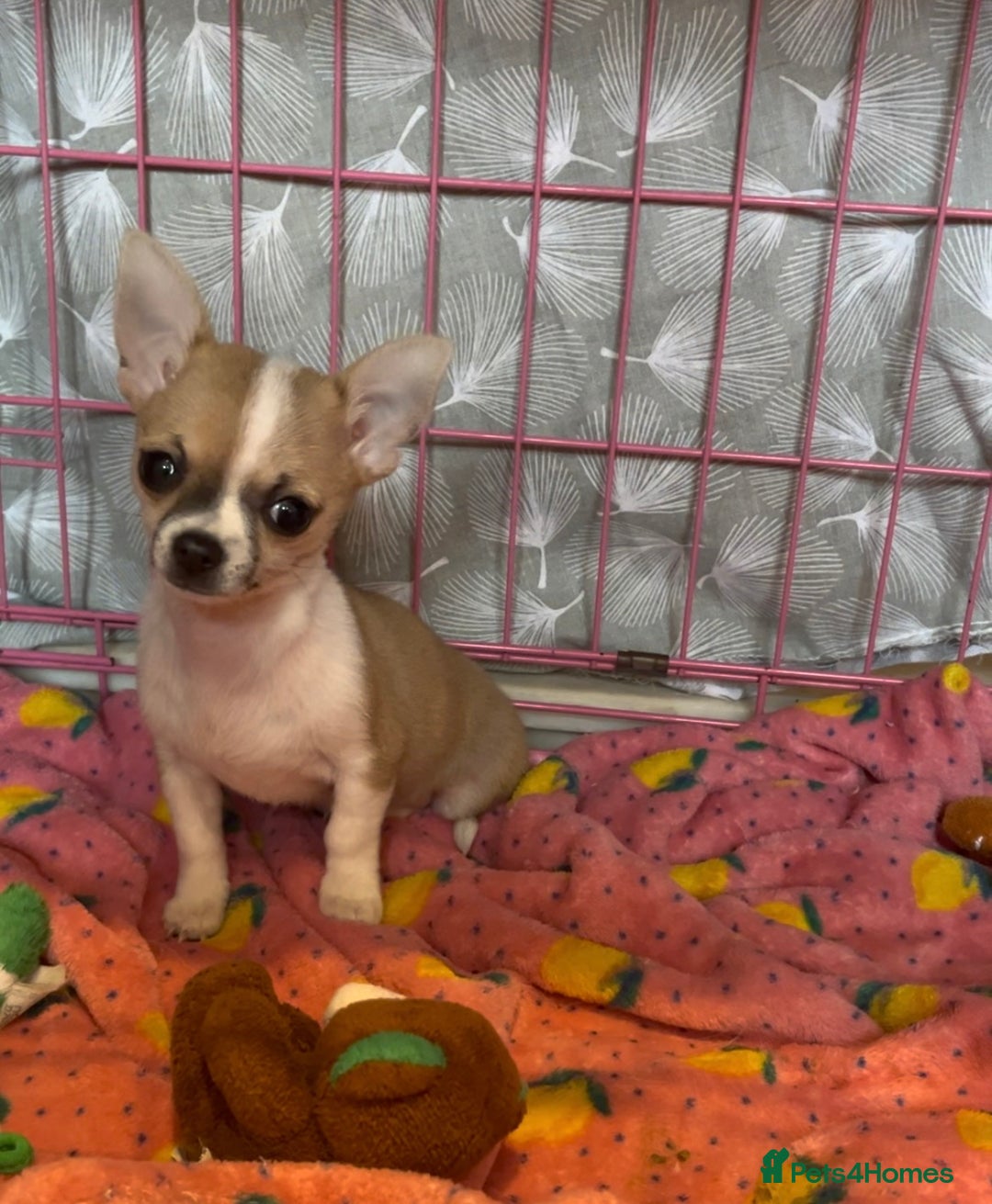 Chihuahua dogs for sale: Chihuahua Puppy - Advert 1