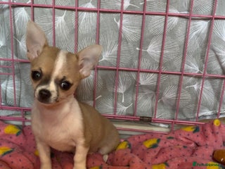 Chihuahua dogs Chihuahua Puppy - Advert 13