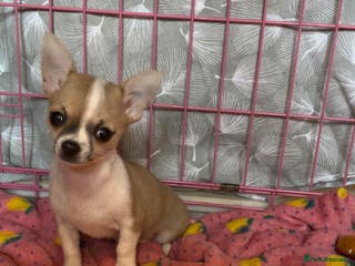 Chihuahua dogs Chihuahua Puppy - Advert 18