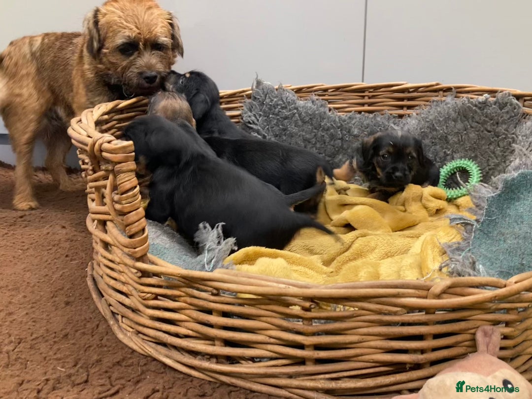 Mixed Breed dogs for sale: Border Terrier cross puppies  - Image 16
