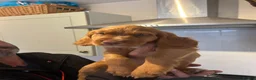 Cocker Spaniel dogs for sale: Red Working Cocker Spaniels - Advert 13