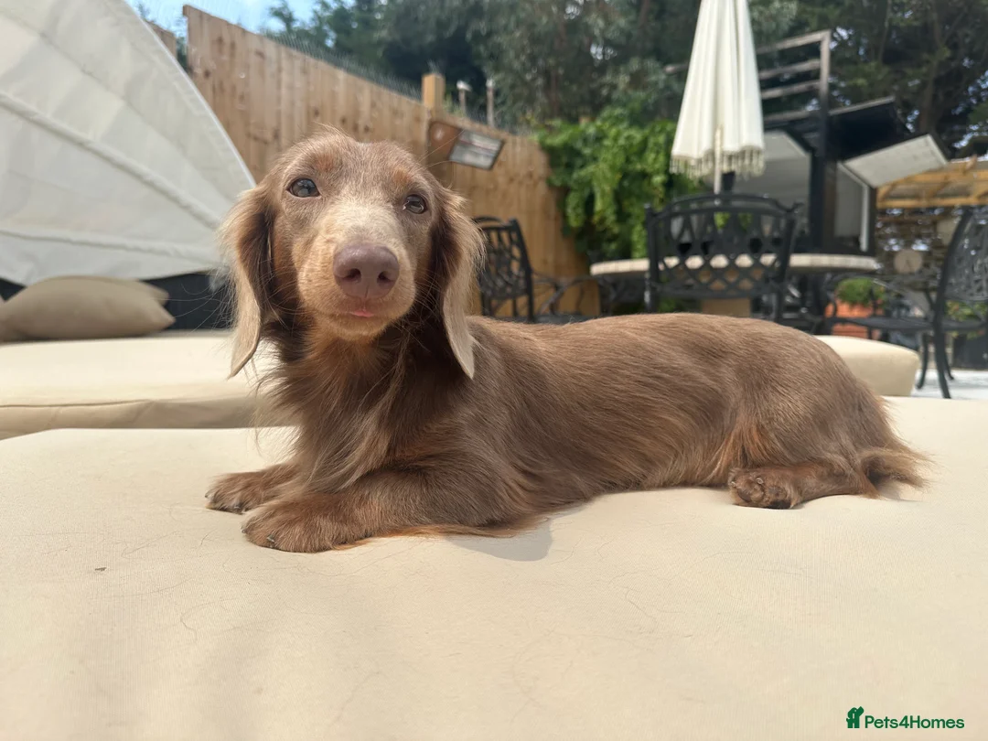 Miniature Dachshund dogs for stud: 👑✨💜PRIZE PRINCE OZZY💜✨👑 ISABELLA MINI ✨ - Advert 3