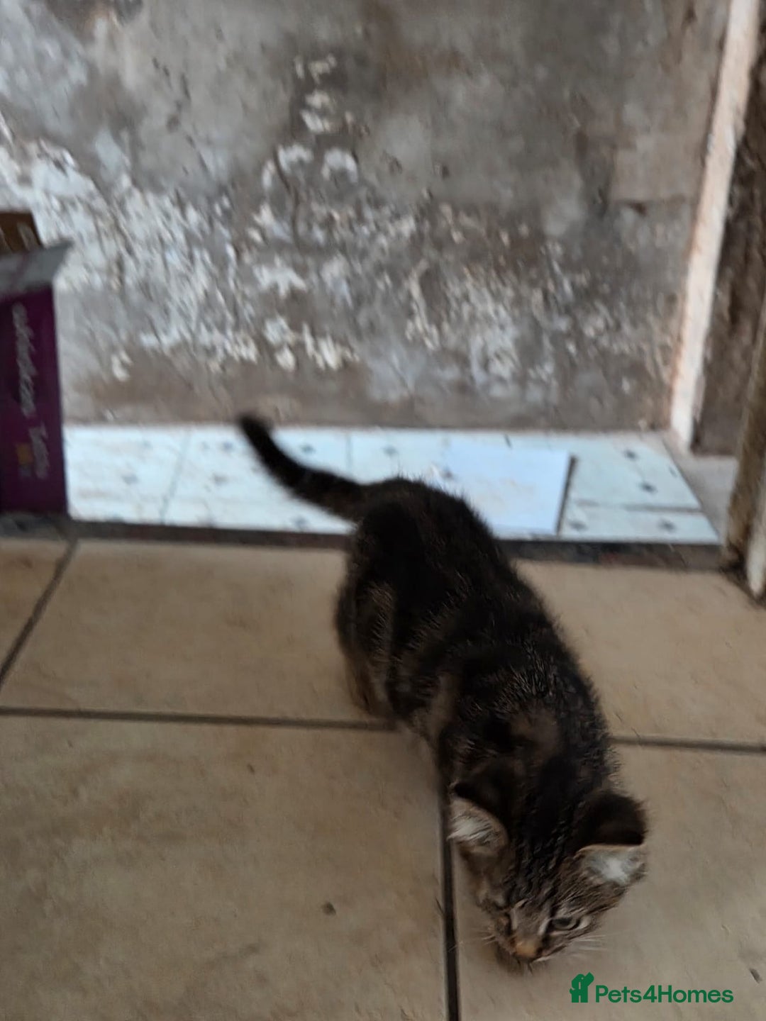 Bengal cats for sale: 3 KITTENS READY FOR NEW HOME  - Image 5