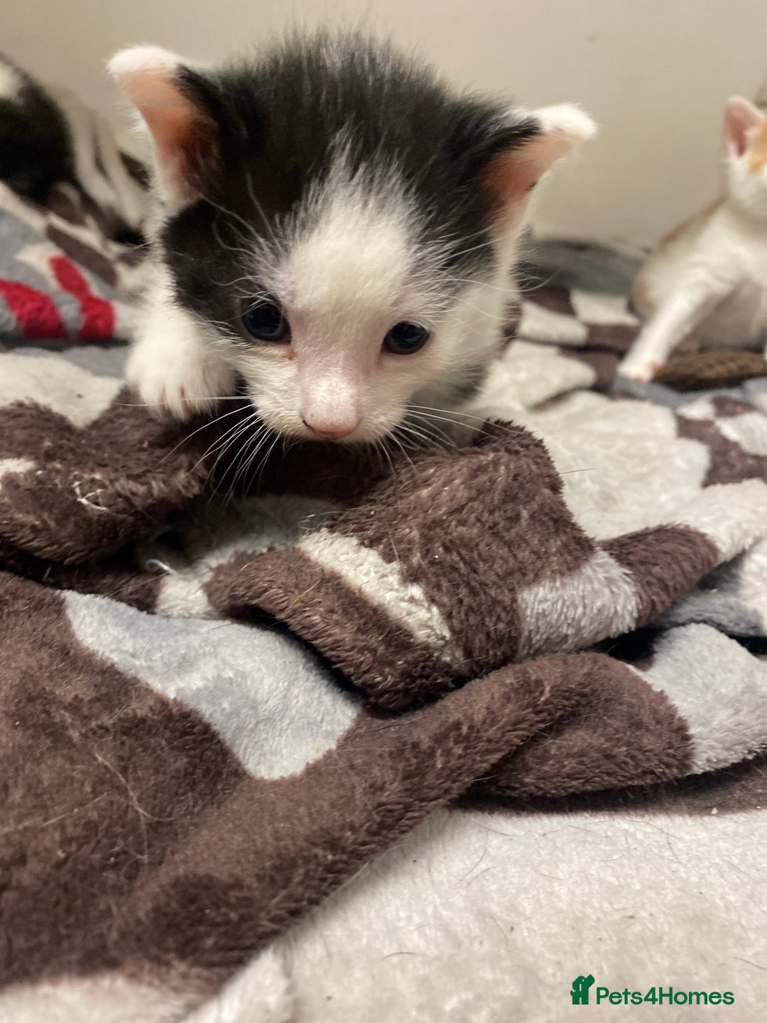 American Shorthair cats for sale: Kittens  - Image 10