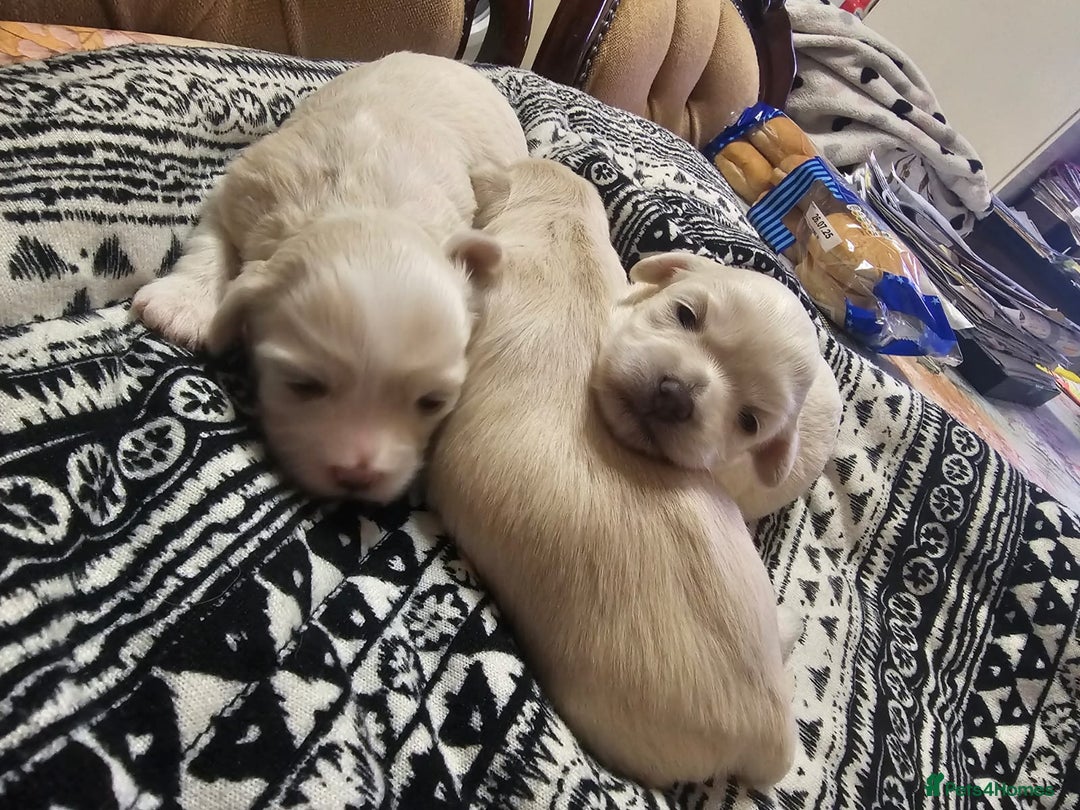 Maltese dogs for sale: 4 puppies bichons maltese - Image 1