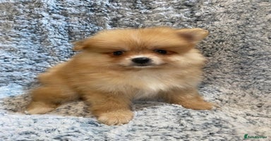 Pomeranian dogs - Advert 2