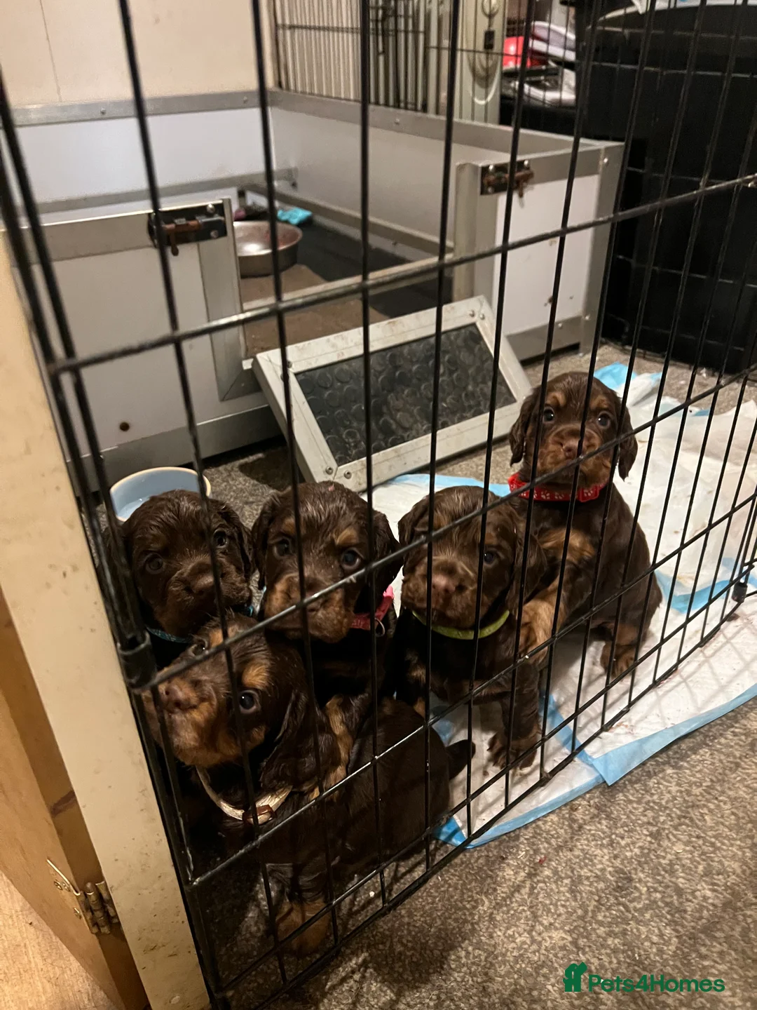 Cocker Spaniel dogs for sale: Fully health tested liver and tan cockers  - Advert 2