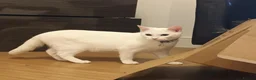 Turkish Angora cats for sale: Beautiful Turkish Angora Female  - Advert 4