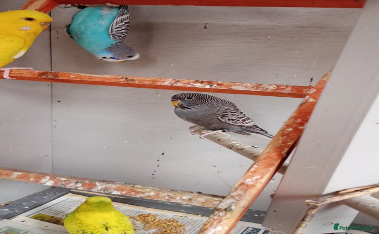 Budgerigars birds - Advert 13