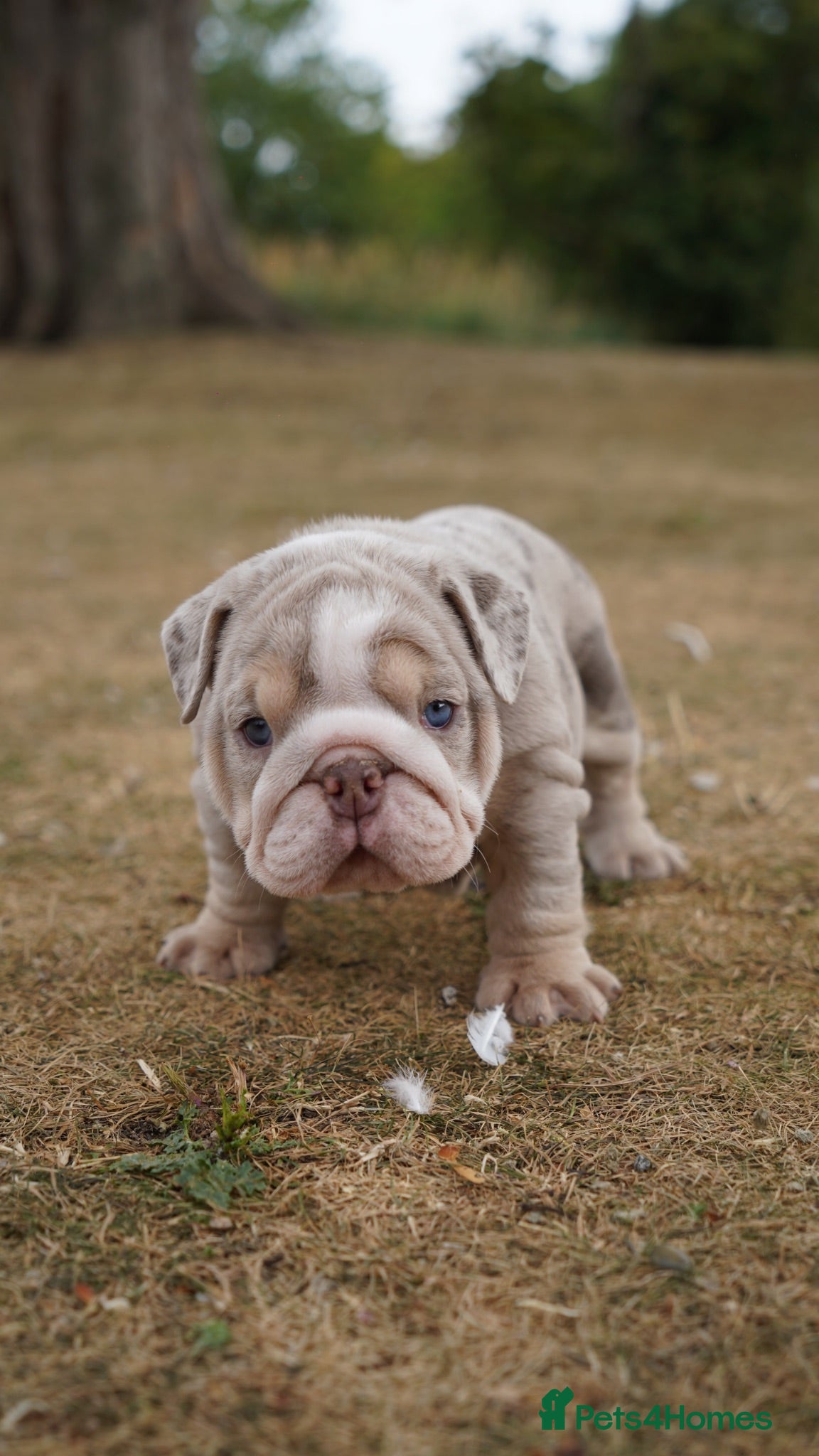 English Bulldog dogs Quality Chunky English Bulldog Puppies! Ready 🏡  - Advert 5