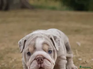 English Bulldog dogs Quality Chunky English Bulldog Puppies! Ready 🏡 - Advert 5