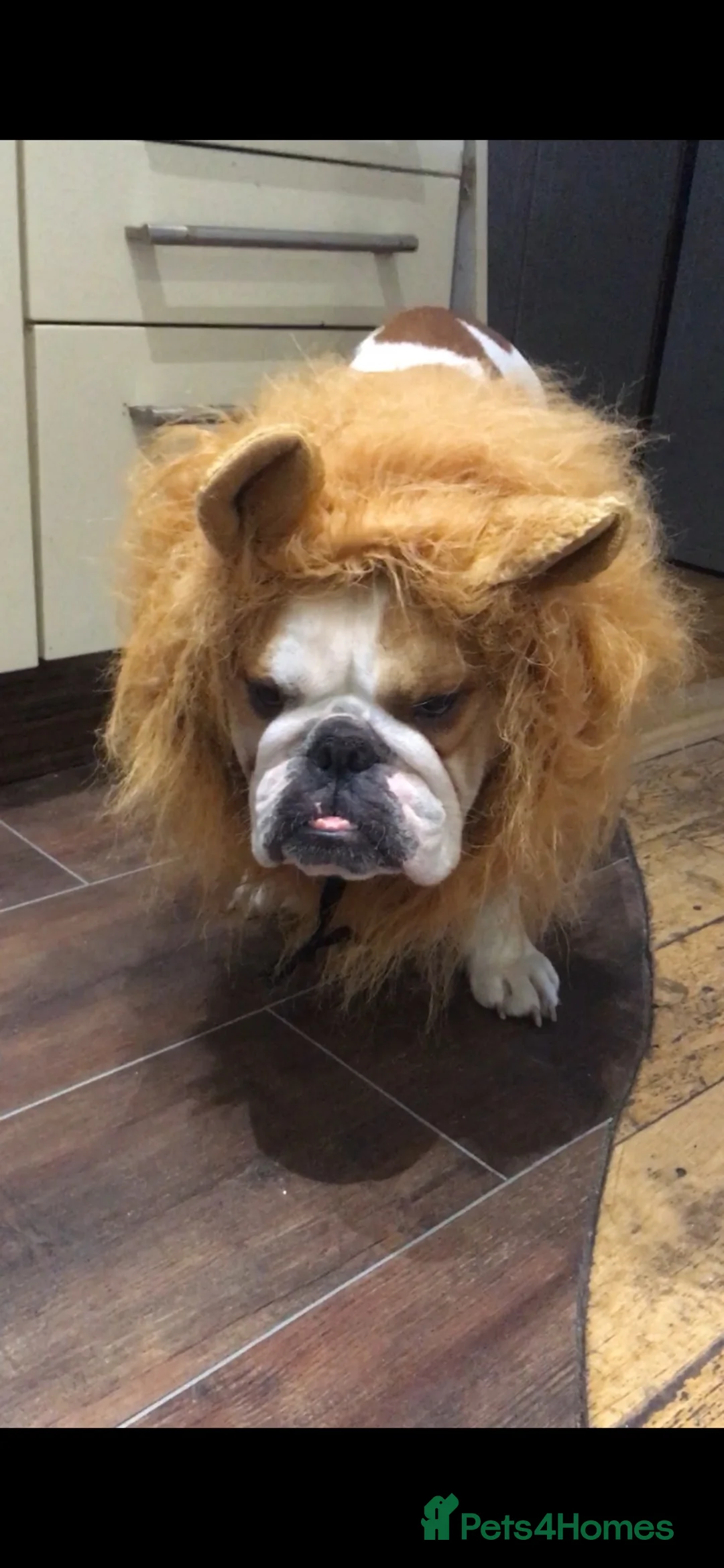 English Bulldog dogs for sale: English bulldog - Advert 7