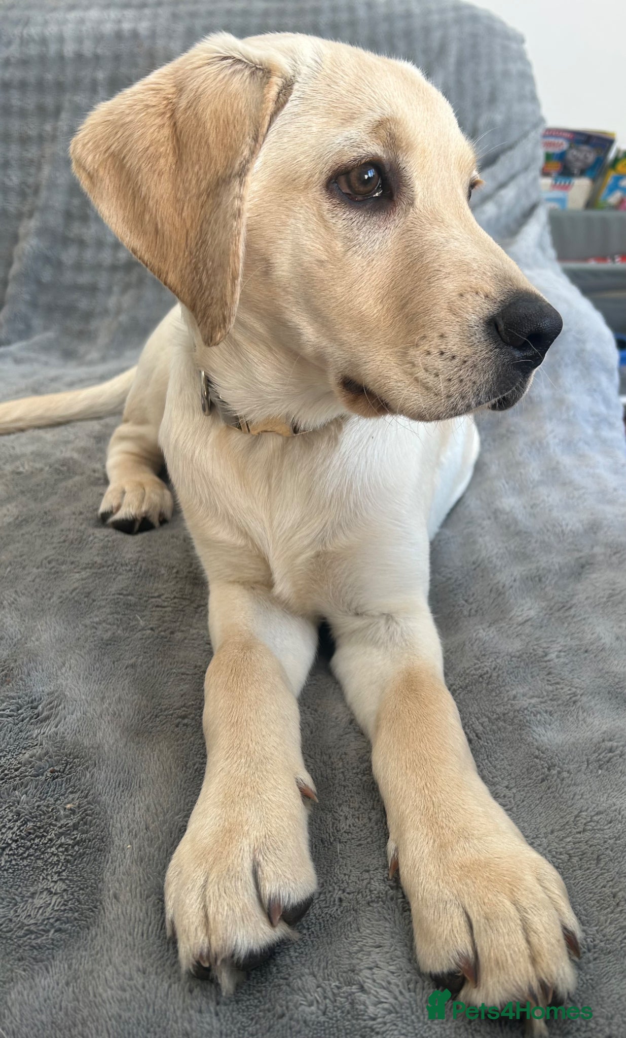 Labrador Retriever dogs Handsome yellow KC reg boy 🐶 - Advert 1