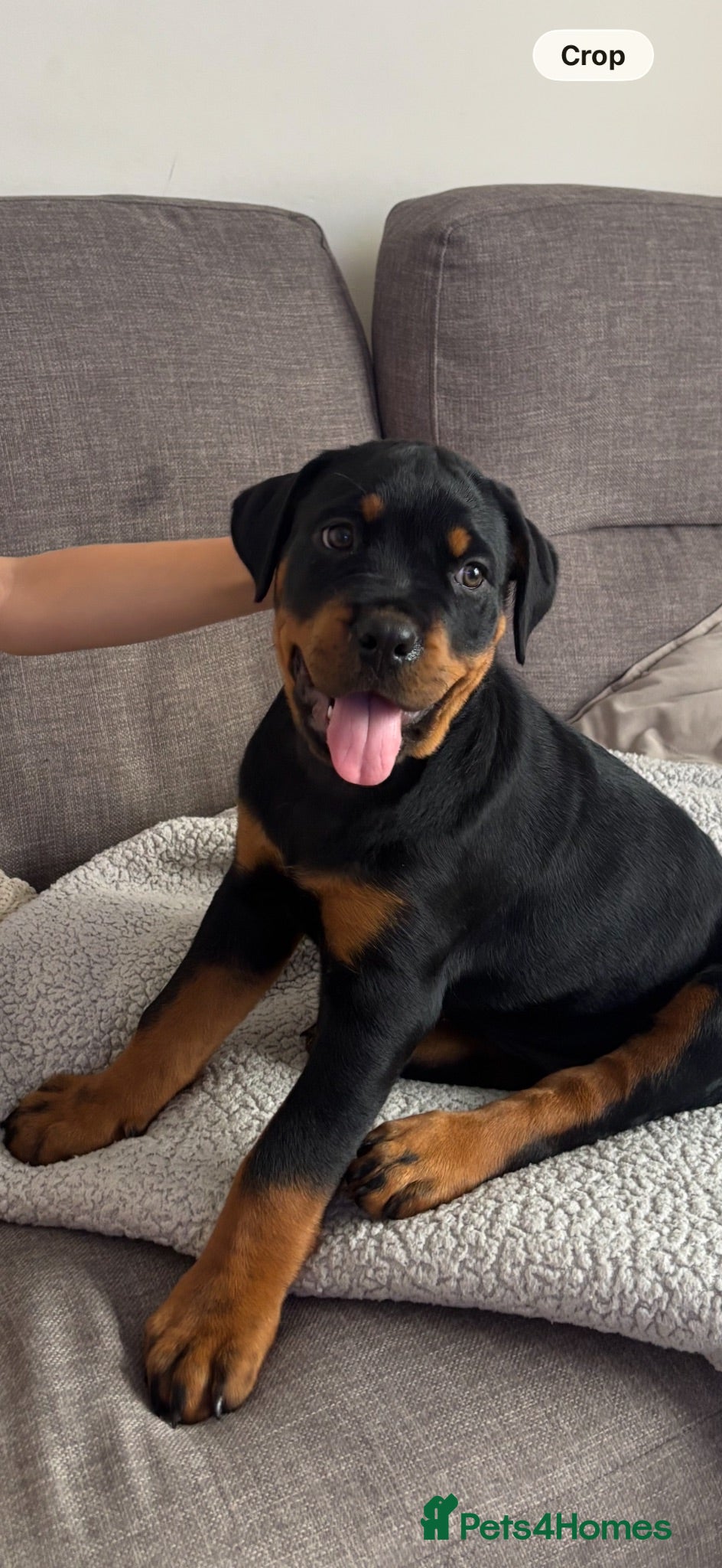 Rottweiler dogs Beautiful KC Registered Rotweiller Female - Advert 5