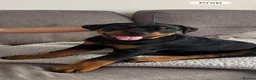 Rottweiler dogs for sale: Beautiful KC Registered Rotweiller Female - Advert 1