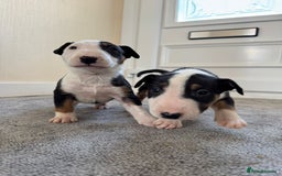 English Bull Terrier dogs for sale: 5* Stunning English Bull Terrier Pups  - Image 14