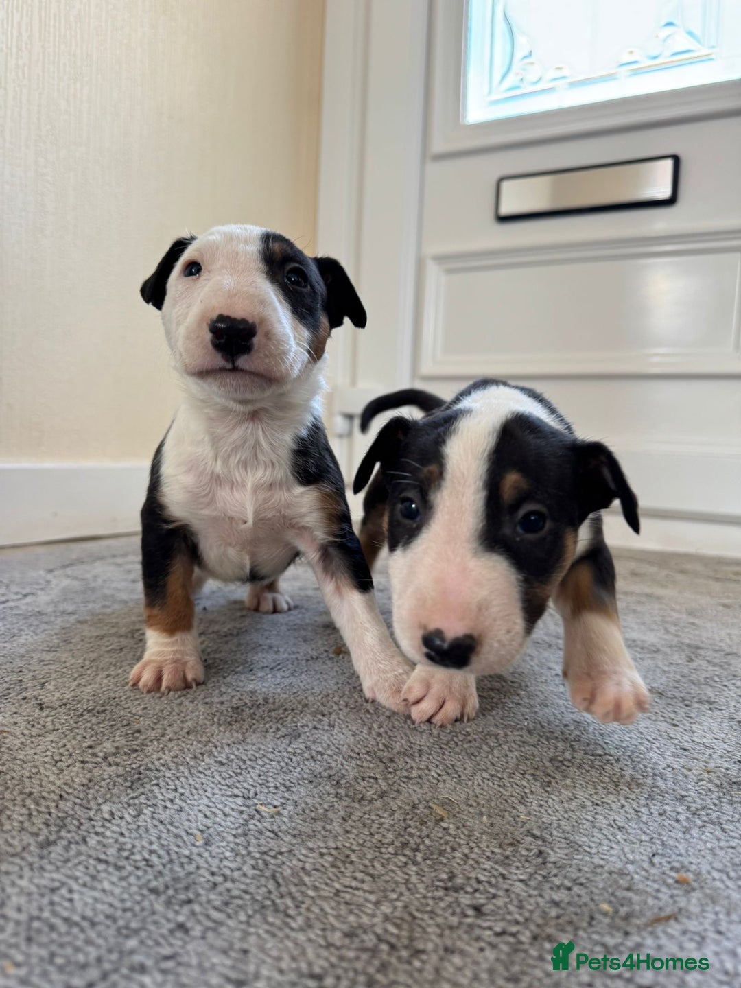 English Bull Terrier dogs for sale: 5* Stunning English Bull Terrier Pups  - Image 14