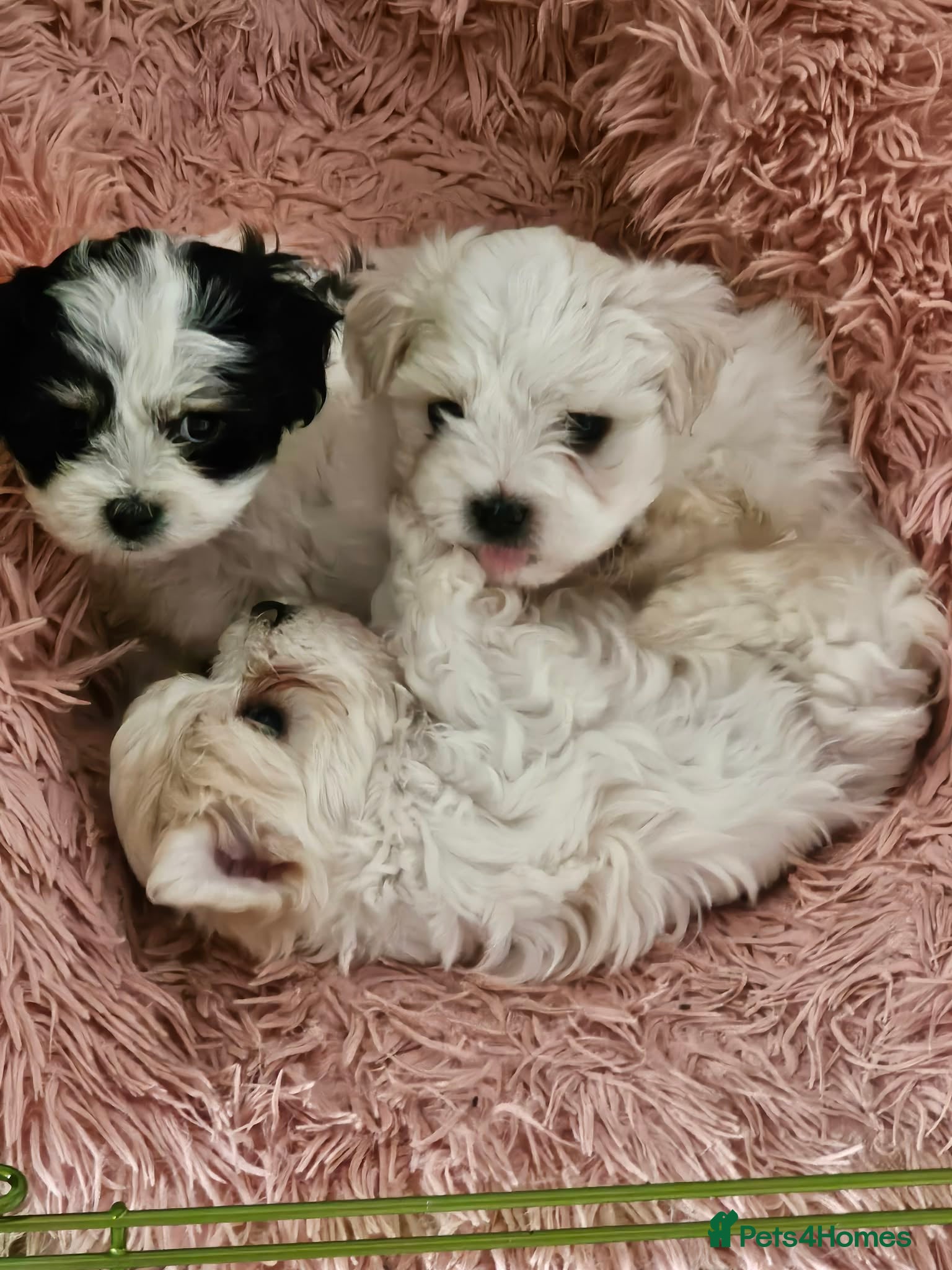 Mixed Breed dogs Kyi-Leos (Lhasa/Maltese) Ready for homes 18th May - Advert 1