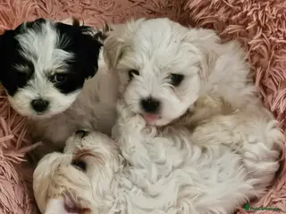 Mixed Breed dogs Kyi-Leos (Lhasa/Maltese) Ready for homes 18th May - Advert 4