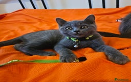 British Shorthair cats for sale: British Shorthair  - Image 1